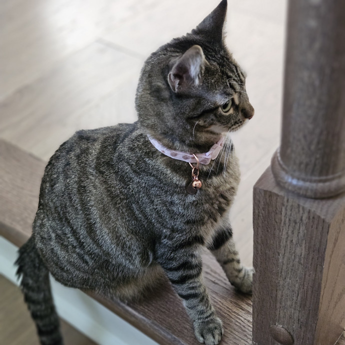 Blue Ribbon Cat Sitter Of Queen City