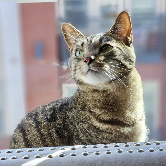Blue Ribbon Cat Sitter Of Queen City