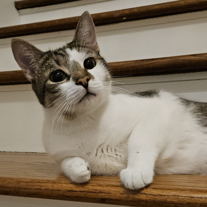 Blue Ribbon Cat Sitter Of Queen City