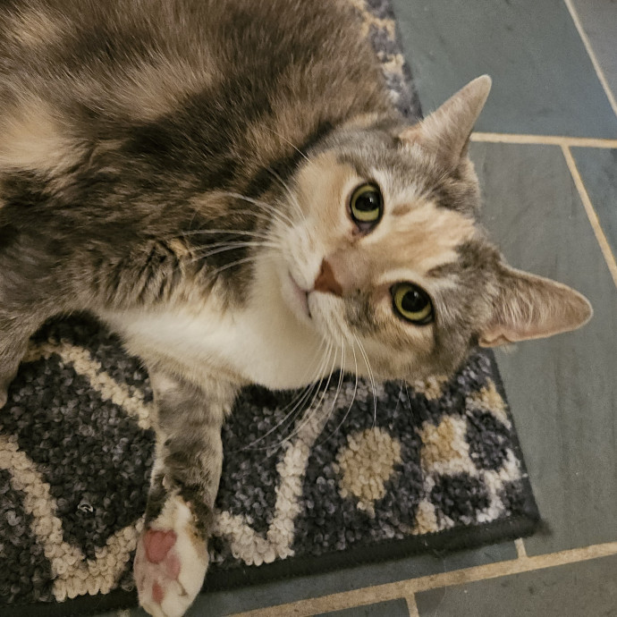 Blue Ribbon Cat Sitter Of Queen City