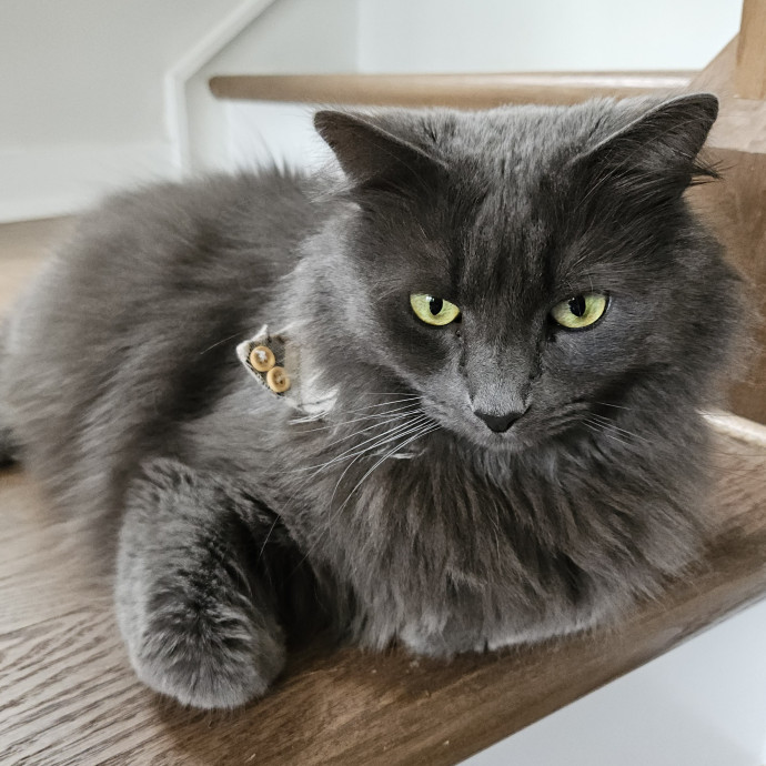 Blue Ribbon Cat Sitter Of Queen City
