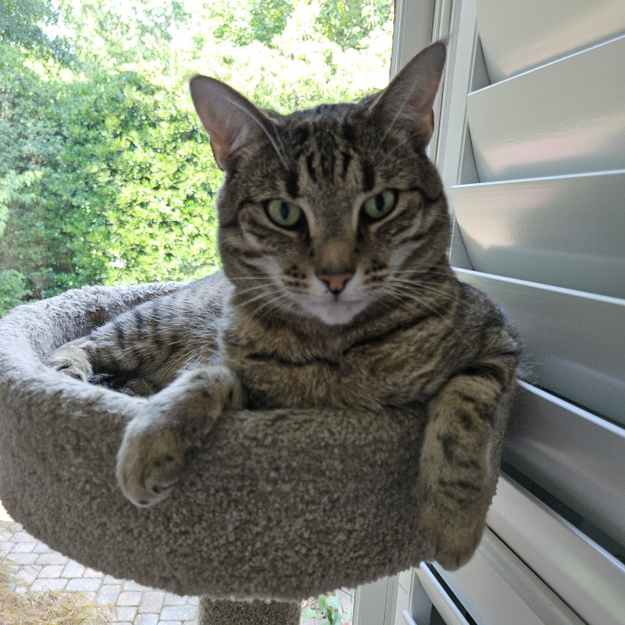 Blue Ribbon Cat Sitter Of Queen City