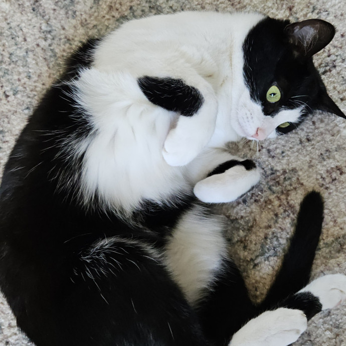 Blue Ribbon Cat Sitter Of Queen City