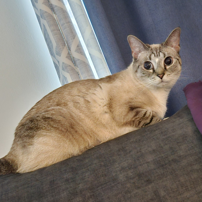 Blue Ribbon Cat Sitter Of Queen City