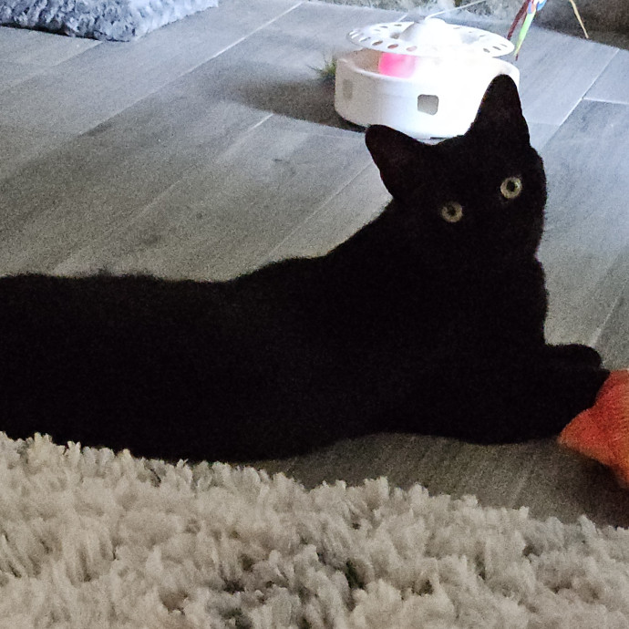 Blue Ribbon Cat Sitter Of Queen City