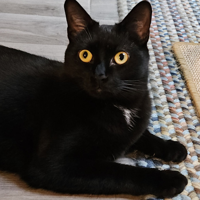 Blue Ribbon Cat Sitter Of Queen City