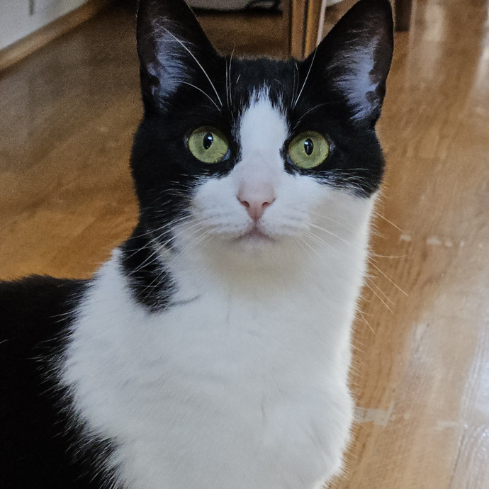 Blue Ribbon Cat Sitter Of Queen City
