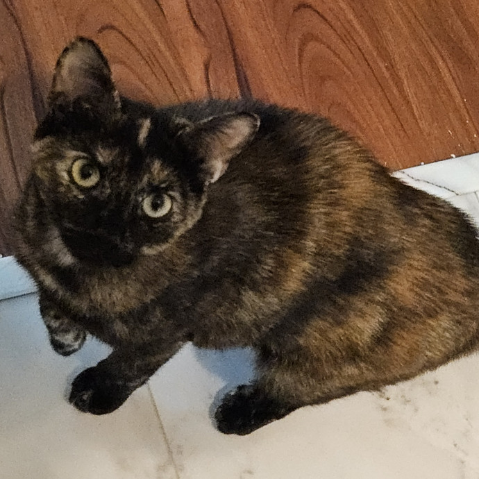 Blue Ribbon Cat Sitter Of Queen City