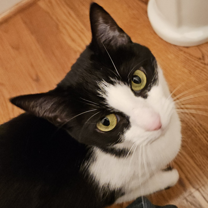Blue Ribbon Cat Sitter Of Queen City