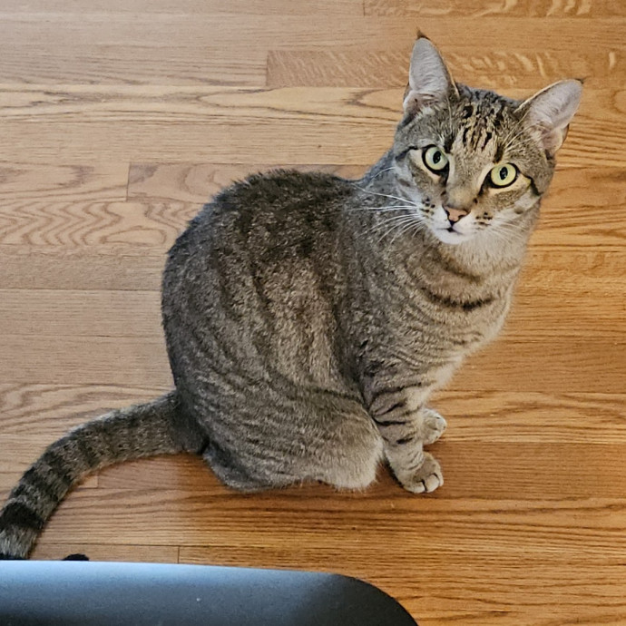 Blue Ribbon Cat Sitter Of Queen City