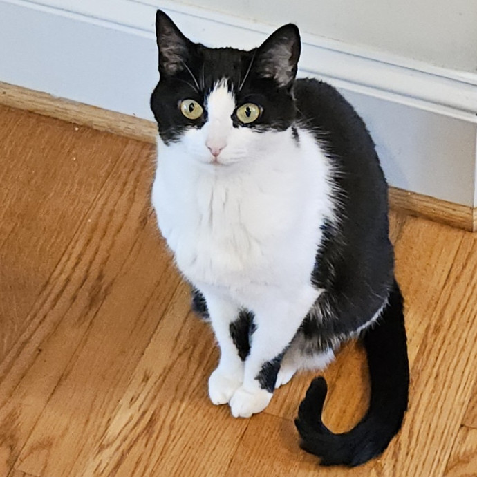 Blue Ribbon Cat Sitter Of Queen City