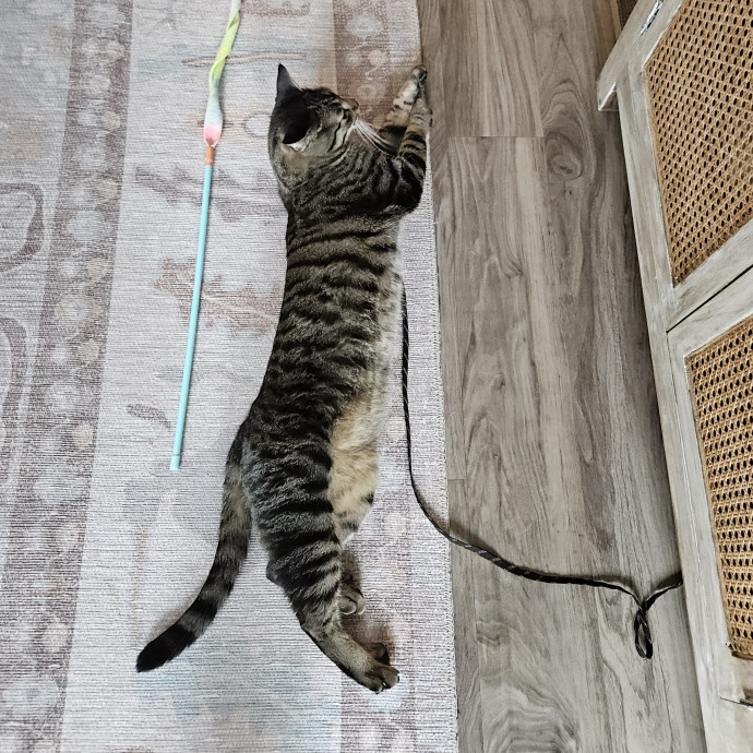 Blue Ribbon Cat Sitter Of Queen City