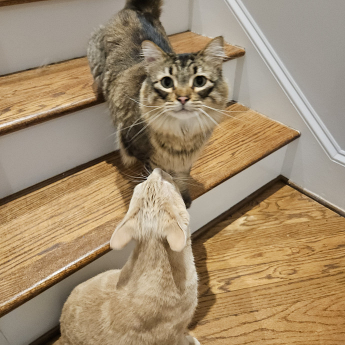 Blue Ribbon Cat Sitter Of Queen City