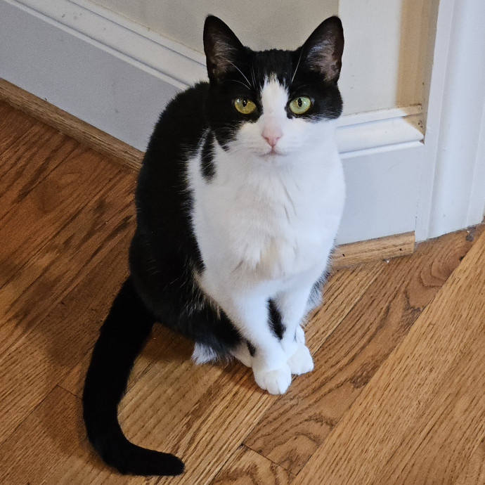 Blue Ribbon Cat Sitter Of Queen City