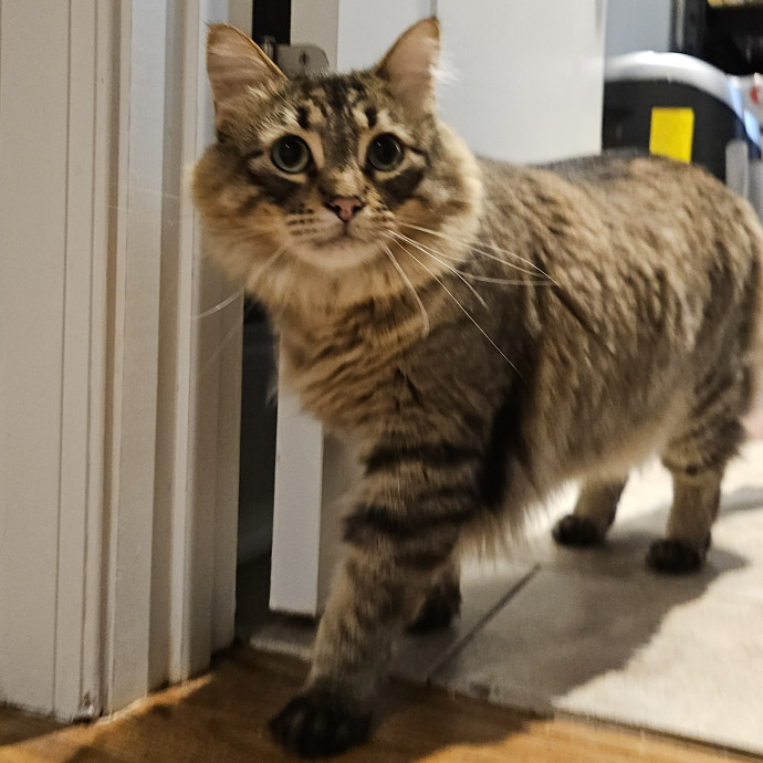 Blue Ribbon Cat Sitter Of Queen City
