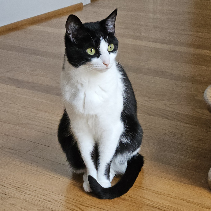 Blue Ribbon Cat Sitter Of Queen City