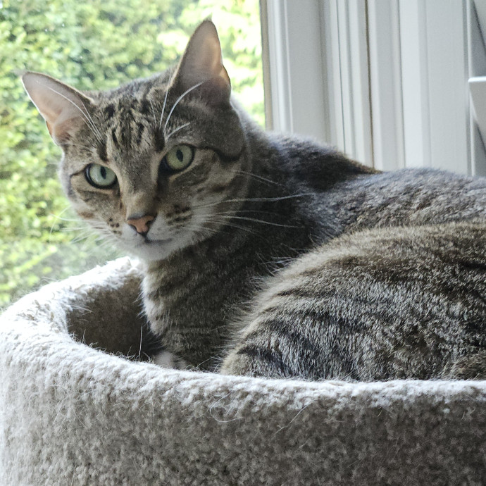 Blue Ribbon Cat Sitter Of Queen City