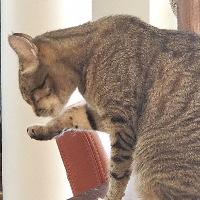 Blue Ribbon Cat Sitter Of Queen City