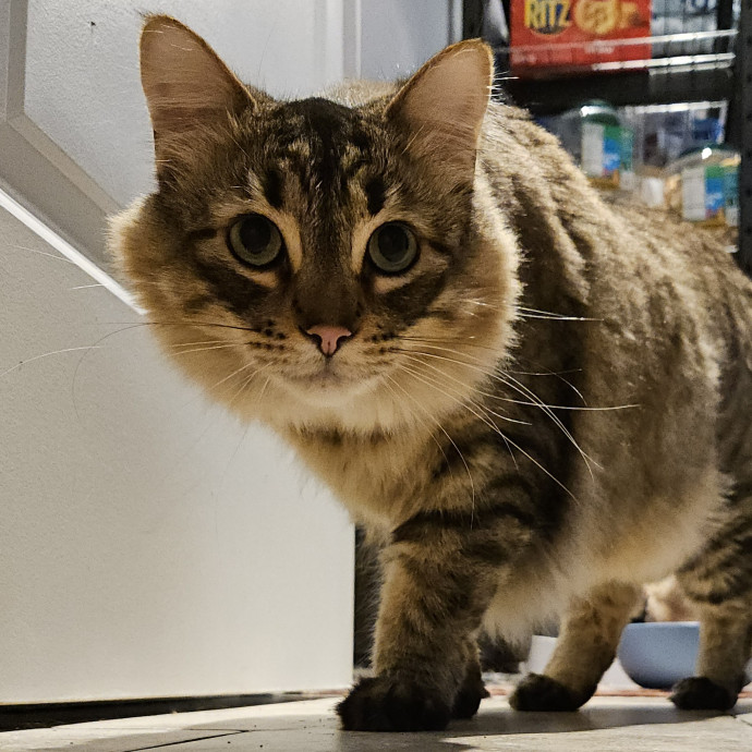 Blue Ribbon Cat Sitter Of Queen City