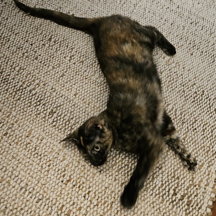 Blue Ribbon Cat Sitter Of Queen City