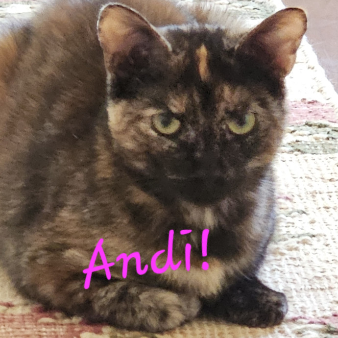 Blue Ribbon Cat Sitter Of Queen City