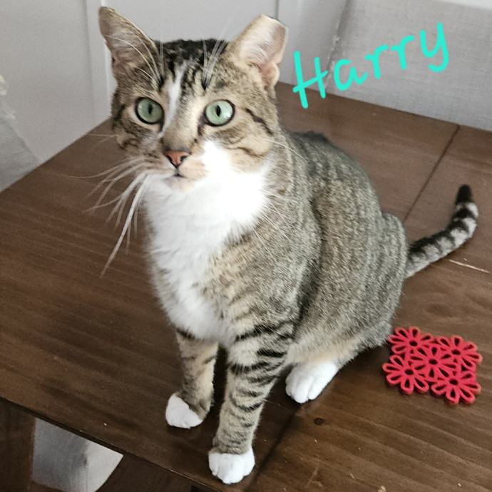 Blue Ribbon Cat Sitter Of Queen City