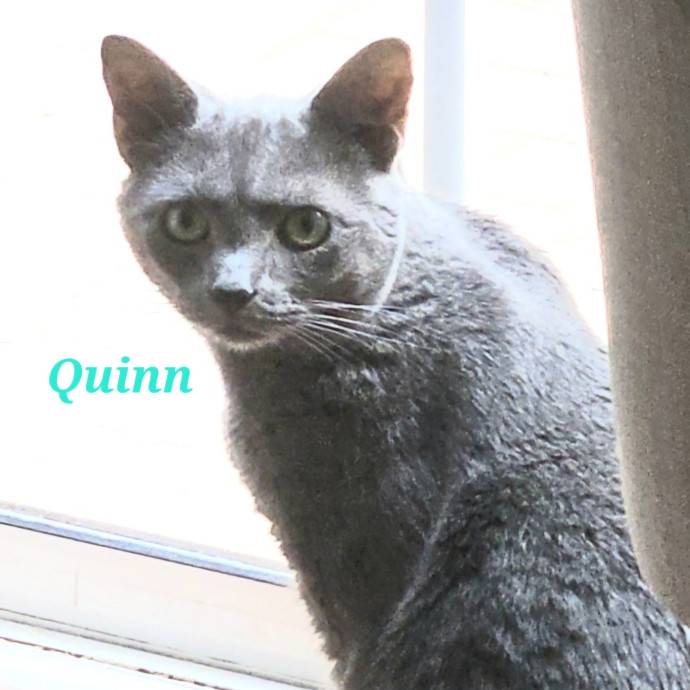 Blue Ribbon Cat Sitter Of Queen City