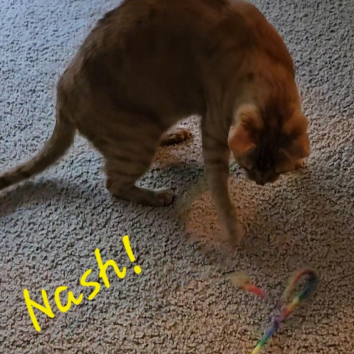 Blue Ribbon Cat Sitter Of Queen City