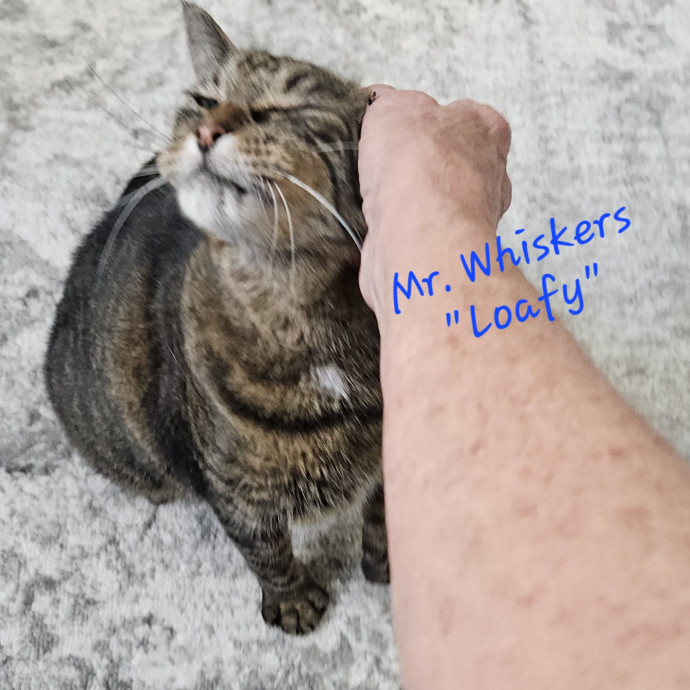Blue Ribbon Cat Sitter Of Queen City