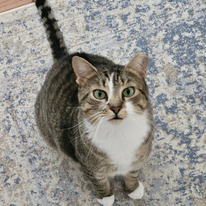 Blue Ribbon Cat Sitter Of Queen City