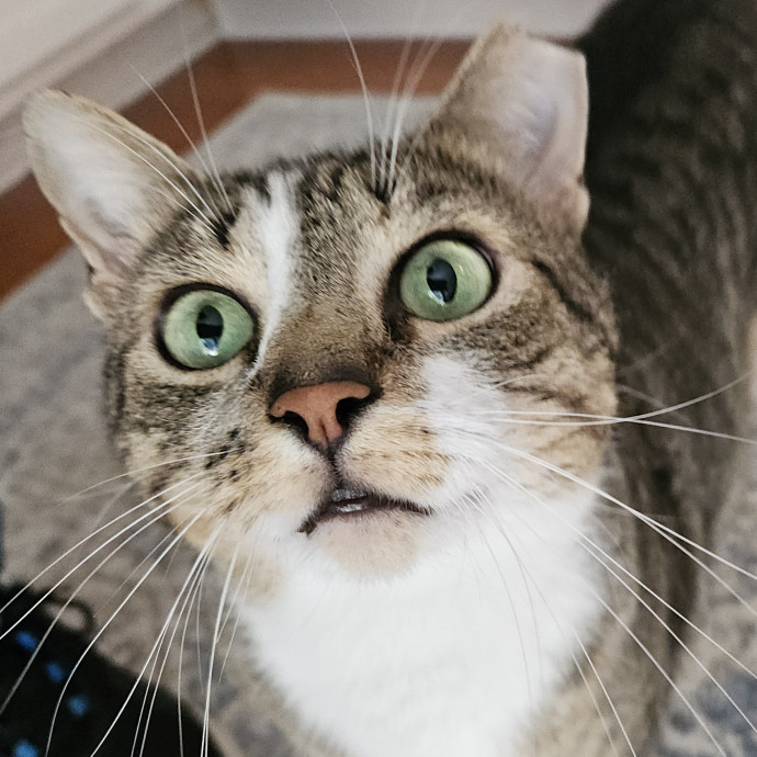 Blue Ribbon Cat Sitter Of Queen City