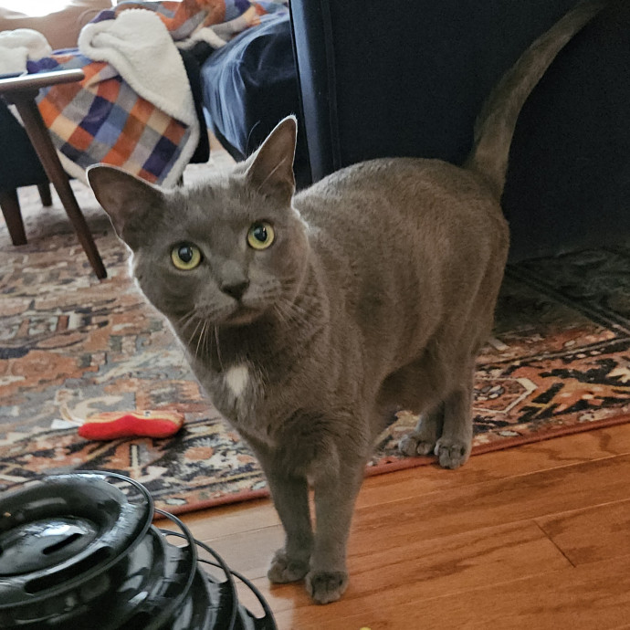 Blue Ribbon Cat Sitter Of Queen City
