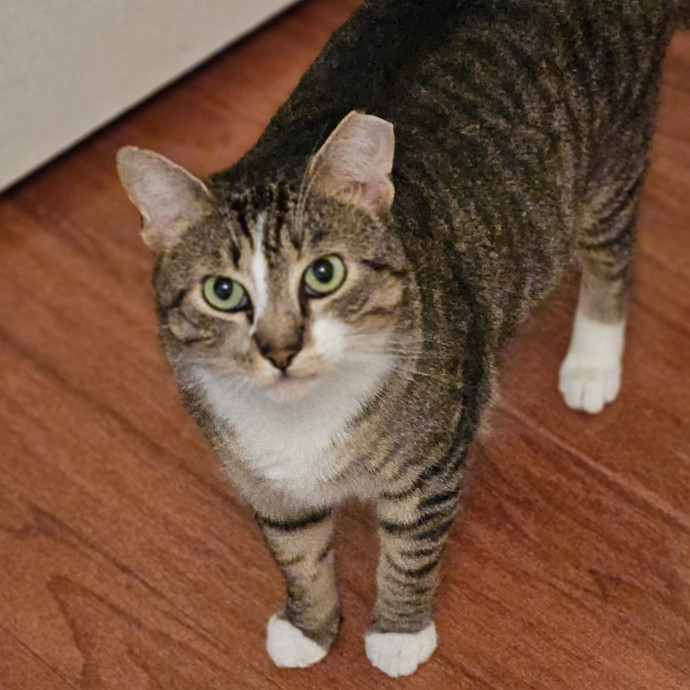 Blue Ribbon Cat Sitter Of Queen City