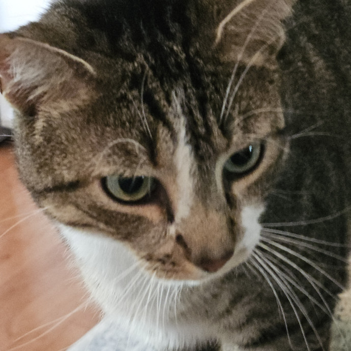 Blue Ribbon Cat Sitter Of Queen City