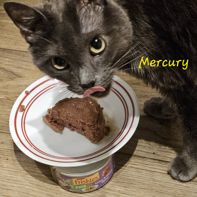 Blue Ribbon Cat Sitter Of Queen City