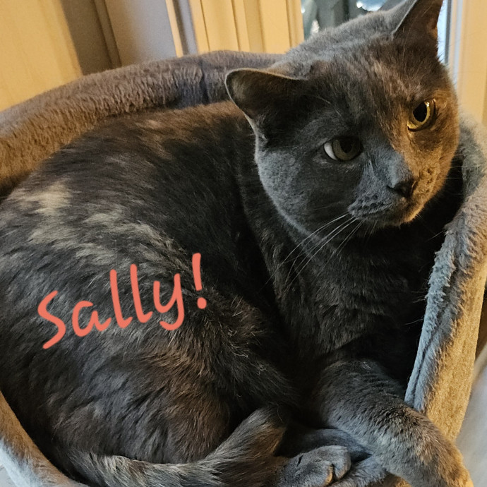 Blue Ribbon Cat Sitter Of Queen City