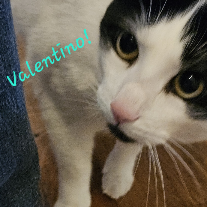 Blue Ribbon Cat Sitter Of Queen City