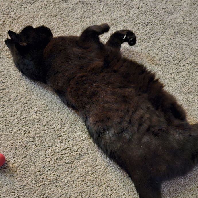 Blue Ribbon Cat Sitter Of Queen City