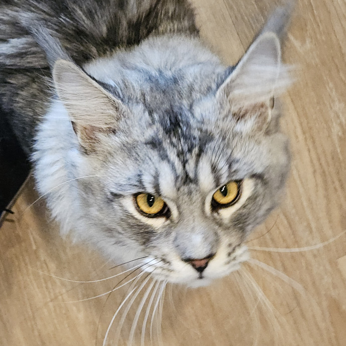 Blue Ribbon Cat Sitter Of Queen City