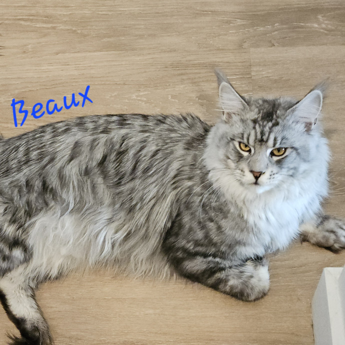 Blue Ribbon Cat Sitter Of Queen City