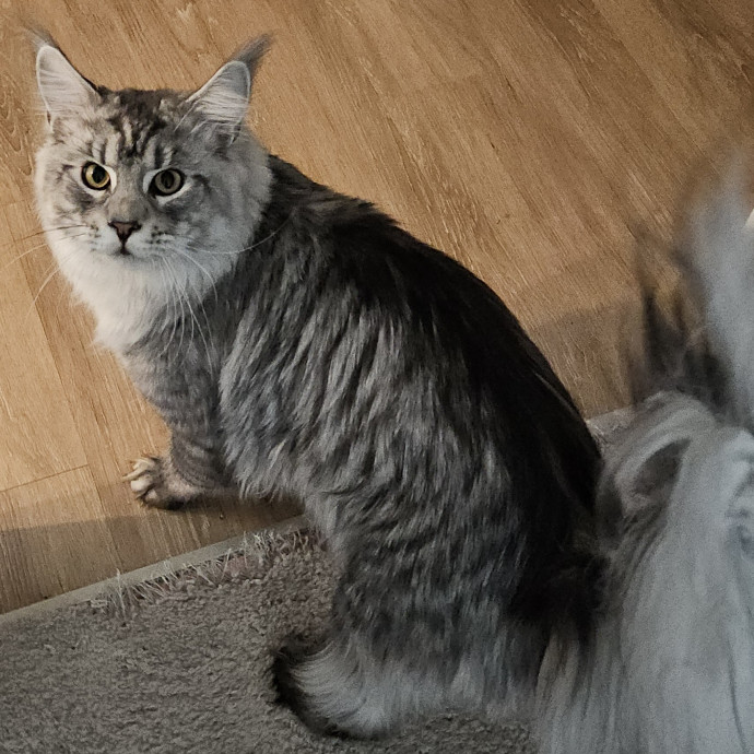 Blue Ribbon Cat Sitter Of Queen City