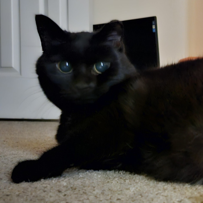 Blue Ribbon Cat Sitter Of Queen City
