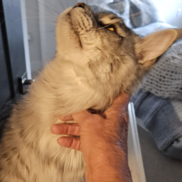 Blue Ribbon Cat Sitter Of Queen City
