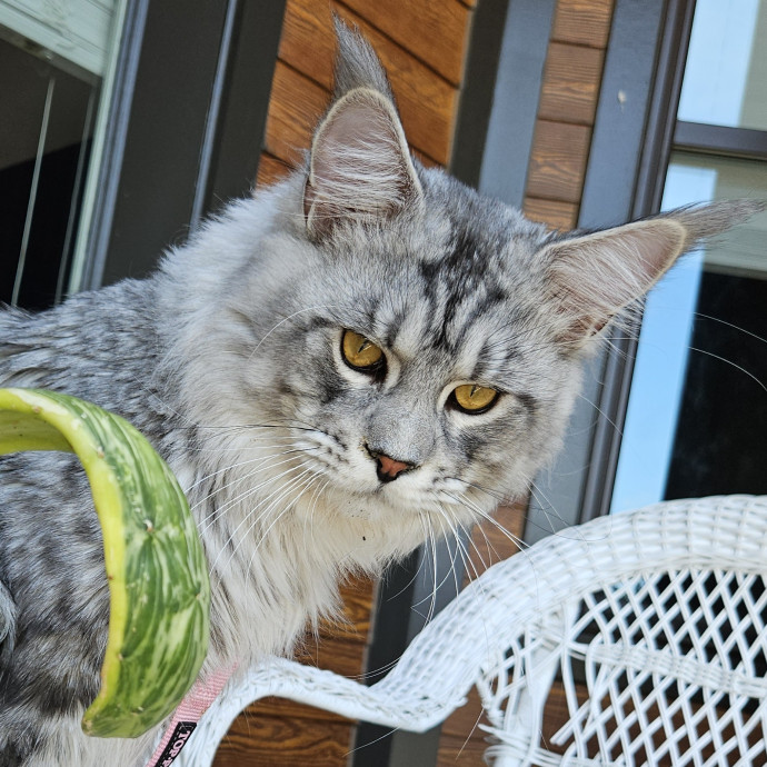 Blue Ribbon Cat Sitter Of Queen City