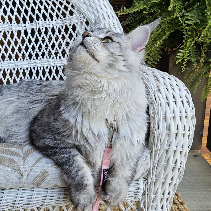 Blue Ribbon Cat Sitter Of Queen City
