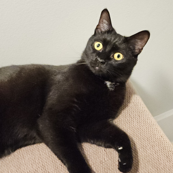 Blue Ribbon Cat Sitter Of Queen City