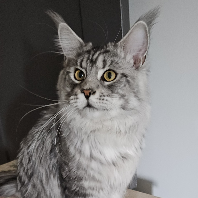 Blue Ribbon Cat Sitter Of Queen City