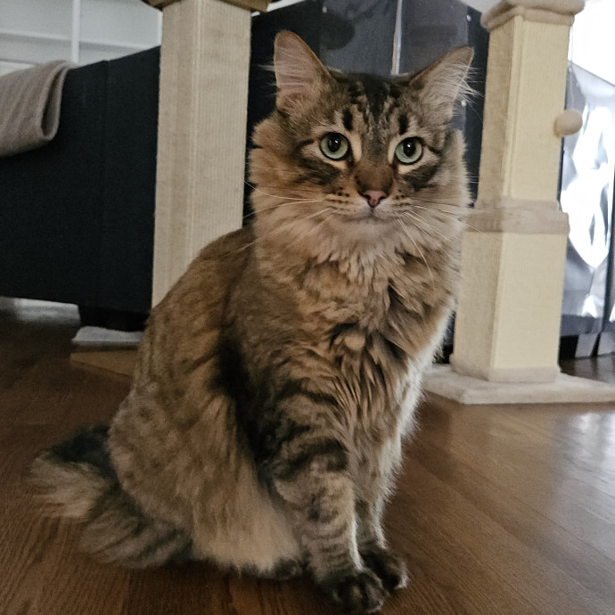 Blue Ribbon Cat Sitter Of Queen City