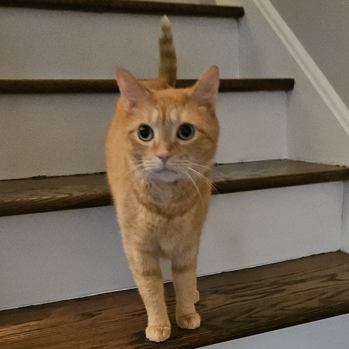 Blue Ribbon Cat Sitter Of Queen City