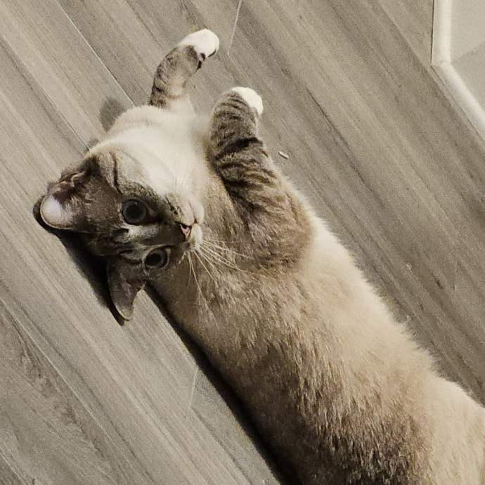 Blue Ribbon Cat Sitter Of Queen City